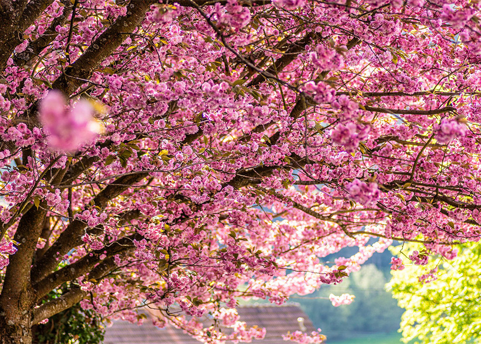 Symbolbild Frühling