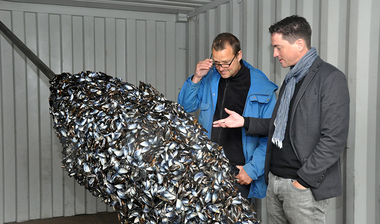 Krause und Wolf bei den Muscheln