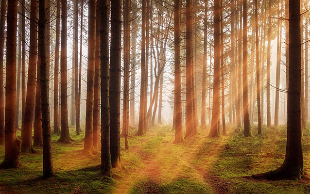 Symbolbild, Wald mit Sonnenschein